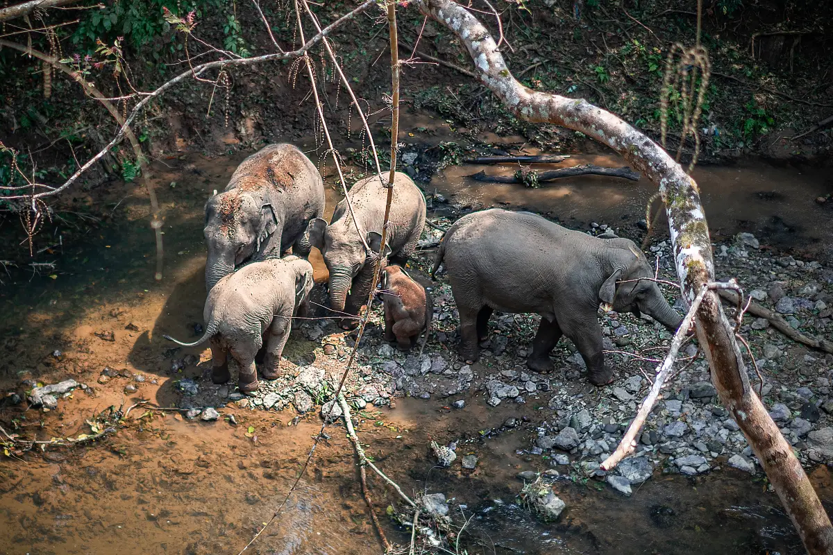 Wild elephant valley in Xishuangbanna Yunnan