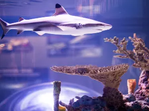 加拿大瑞普利水族館