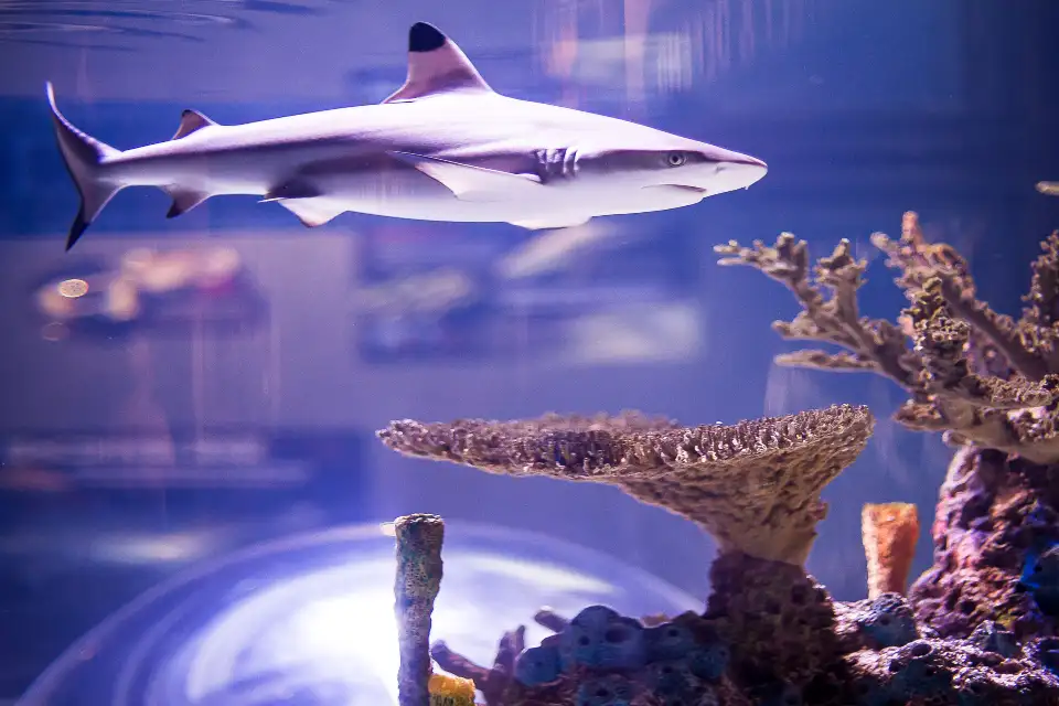 5_Ripley's Aquarium of Canada