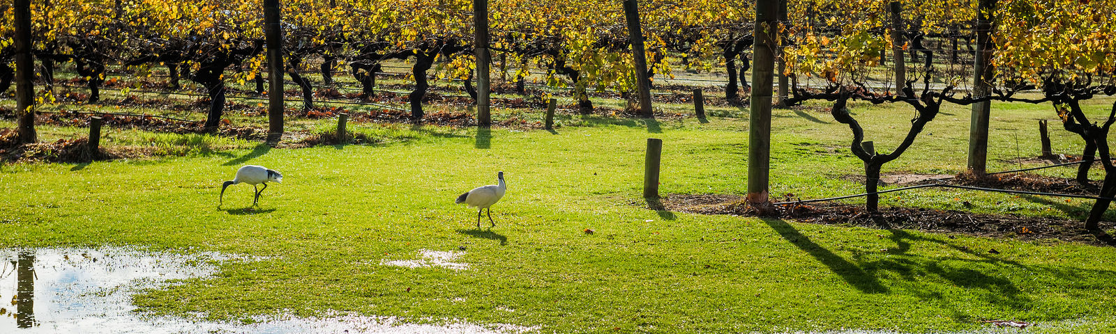 Herne HillTours