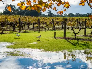Swan Valley