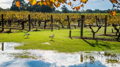 Swan Valley attraction in Perth
