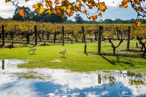 Swan Valley