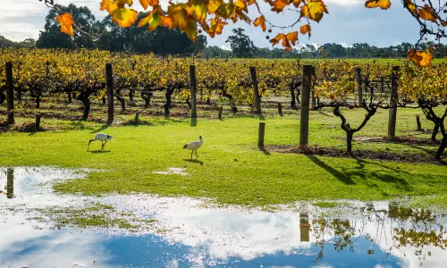 Swan Valley
