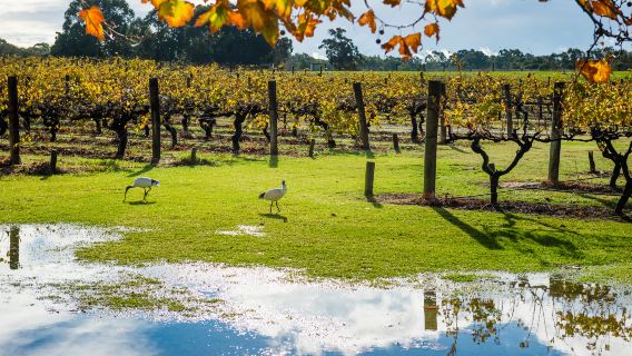Swan Valley