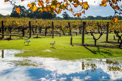 Swan Valley