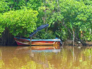 Mangrove Cave