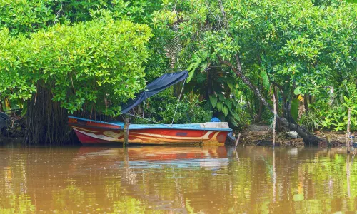 Mangrove Cave