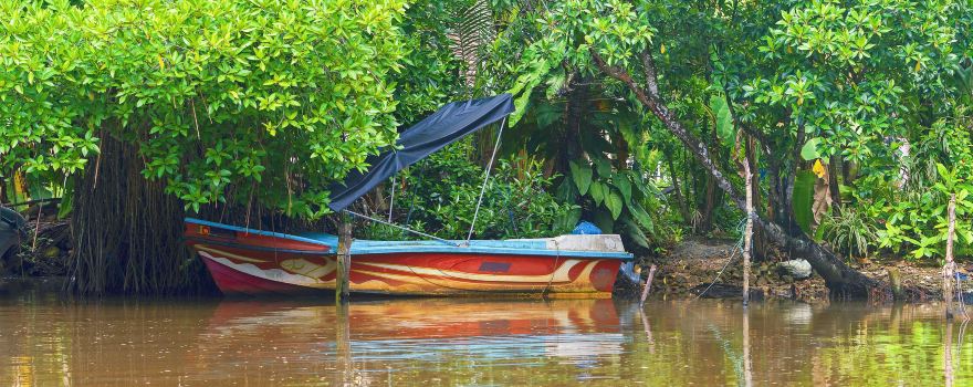 Mangrove Cave
