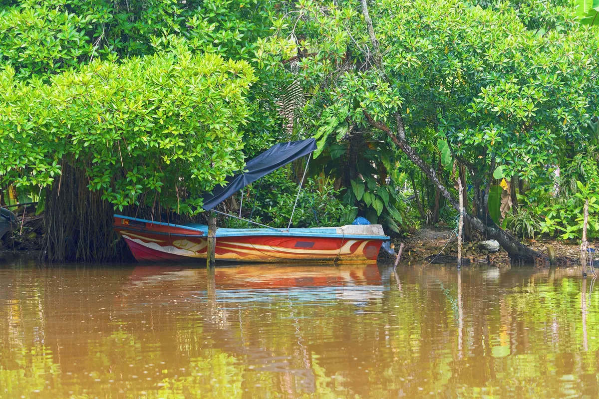 Bentota River Mangroves