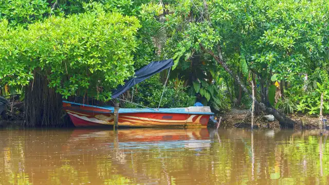 Mangrove Cave