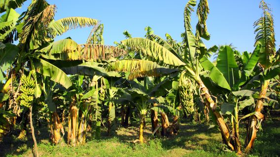Banana Island Sara