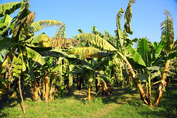 Banana Island Sara