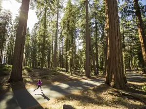 Parco nazionale di Sequoia