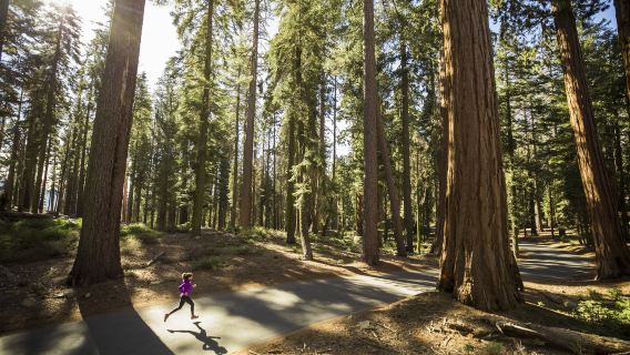 Sequoia National Park