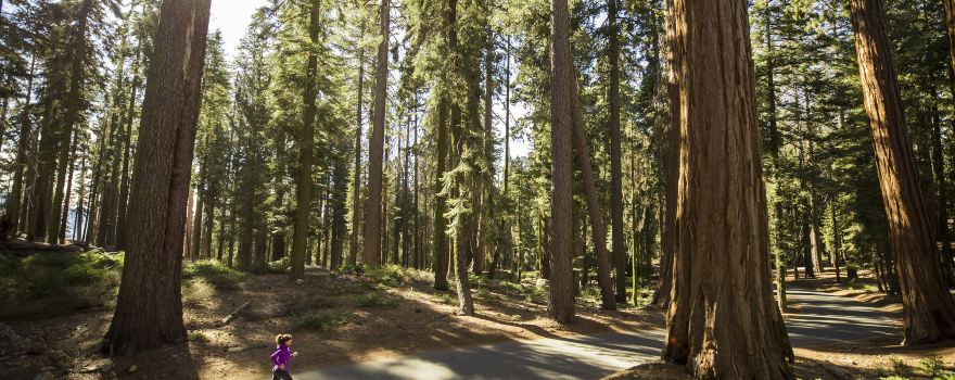 Parco nazionale di Sequoia
