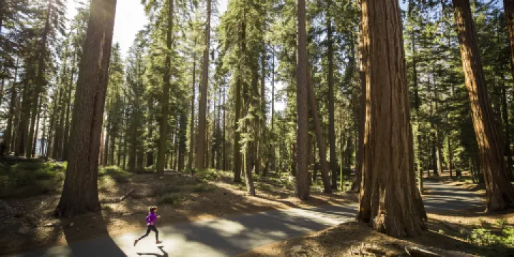 美洲杉國家公園