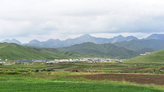 zhua xi xiu long cao yuan