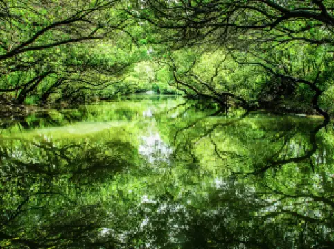 Sicao Green Tunnel