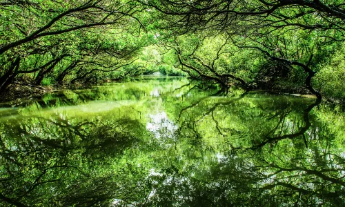四草綠色隧道