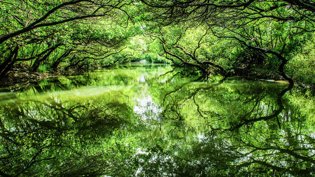 Sicao Green Tunnel