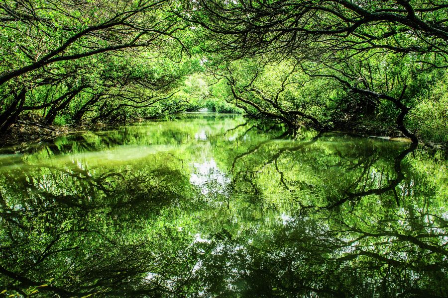 四草綠色隧道