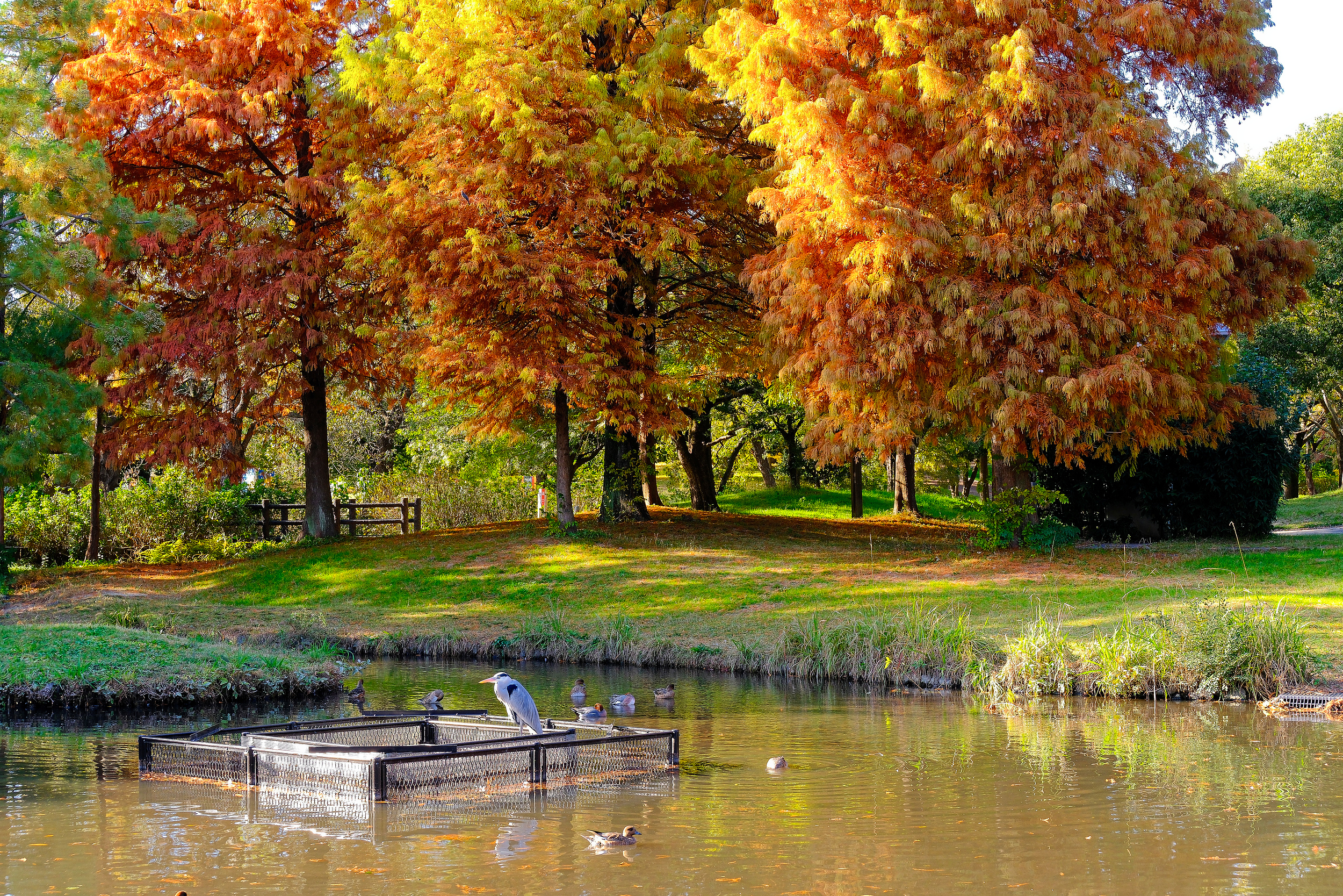 大阪 万博記念公園 入場Eチケット 予約