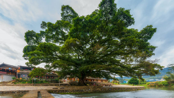 Big Banyan Scenic Spot