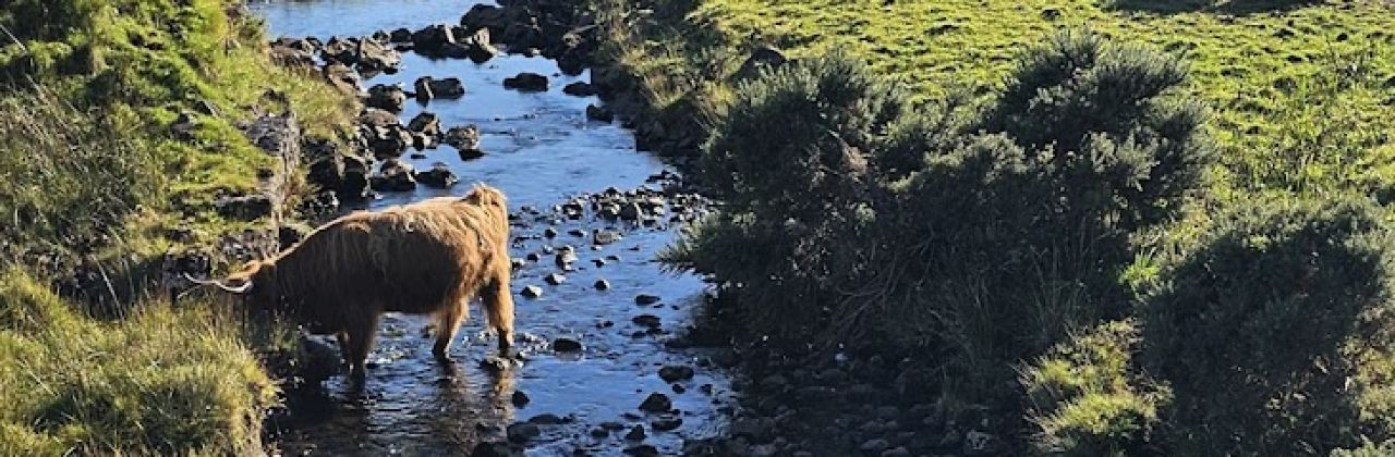 Untethered Highland Coo Viewpoint Cafe