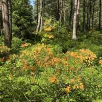 Rhododendron park in Helsinki