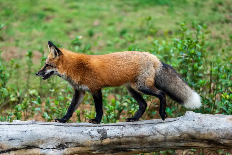 Zhengzhou Zoo - Animal Kingdom