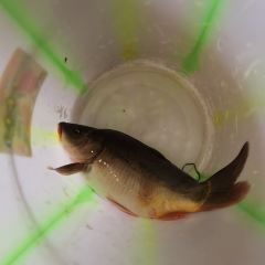 Mosuo Flavor Stone Pot Fish User Photo