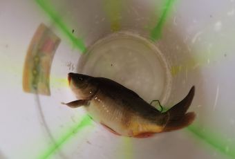 Mosuo Flavor Stone Pot Fish User Photo