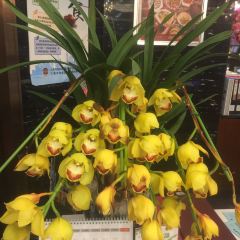 FengShou Ri (GuCun ZhengDa) User Photo