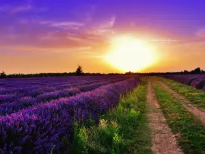 Plateau de Valensole