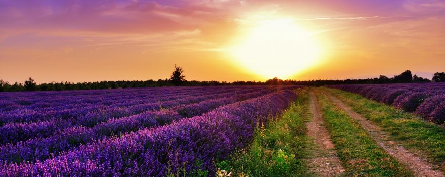Plateau de Valensole