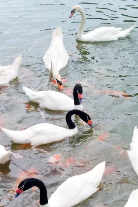 Хоумстей в г. Люцерн