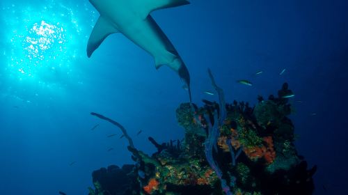 杜拜失落的空間水族館