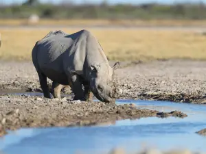 South Luangwa National Park