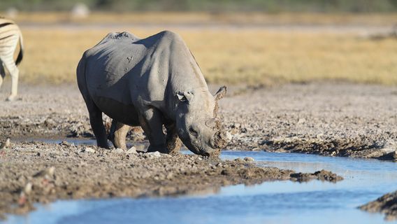 South Luangwa National Park