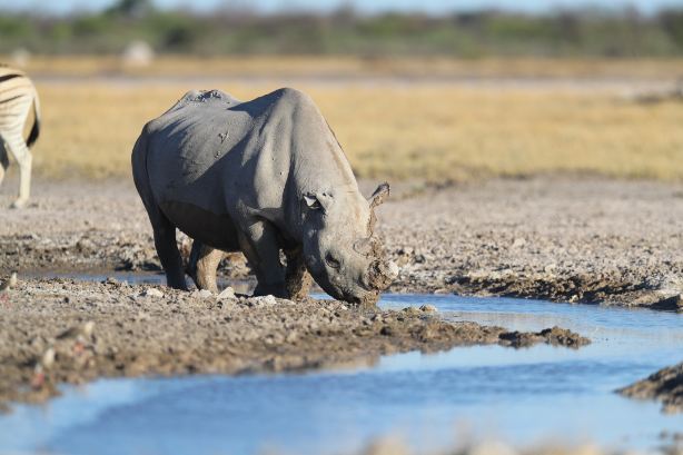 South Luangwa National Park