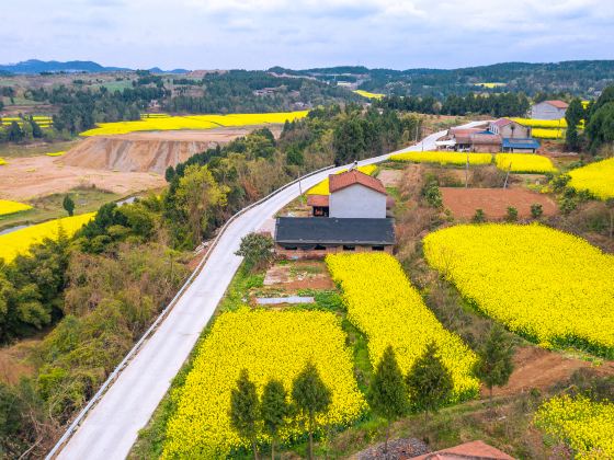 퉁난현 충칸진 유채화 축제