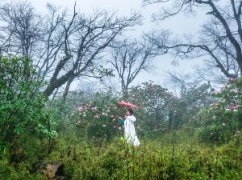 Popular Spring Outings in Shimian