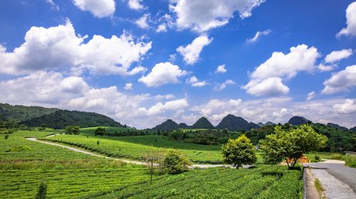 Jiqingli Black Tea Valley