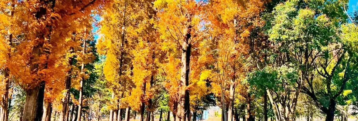 Fall Viewing Attractions