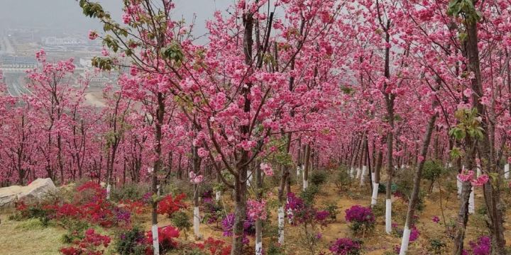 The Dongshan National Forest Park of Fujian