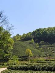 Shihegang Hejiazhai Tea Garden