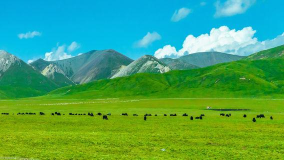 zhong guo zui mei li de liu da cao yuan zhi yi qi lian shan cao yuan ( shi fu dian )