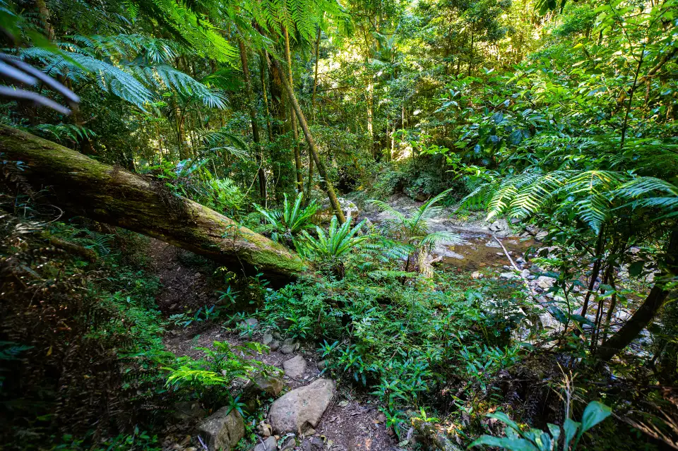 4_Springbrook National Park