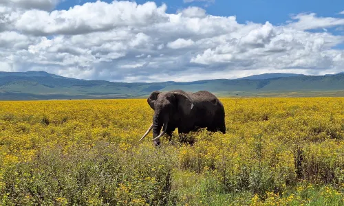 Khu bảo tồn Ngorongoro